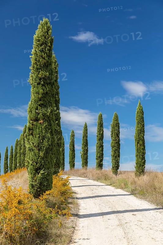 Hill with avenue of columnar cypresses (Cupressus sempervirens) near Siena, Tuscany, Italy