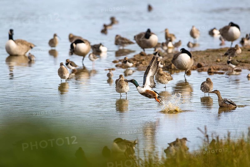 Northern Shoveler, Spatula clypeata, birds in flight over marshes