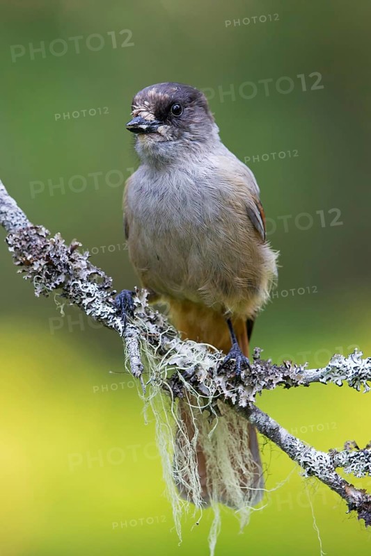 Siberian Jay, (Perisoreus infaustus), animals, birds, bird, perch, biotope, raven family, Virkkula, Ruvanaho, Finland