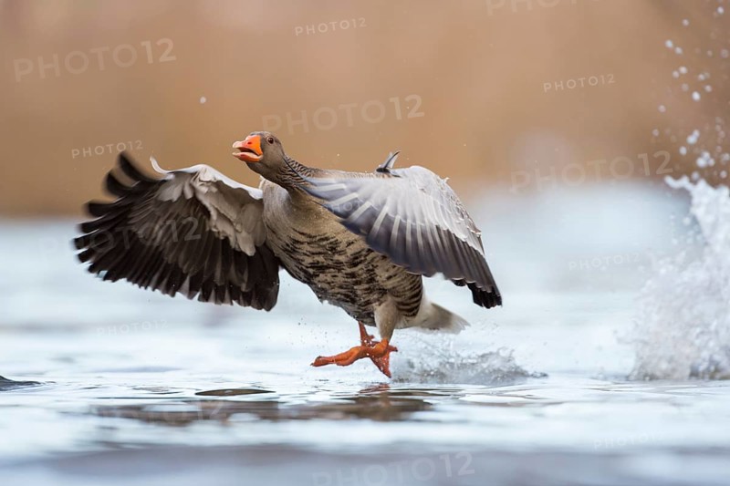 Greylag Goose (Anser anser) flying, Rhineland-Palatinate, Germany