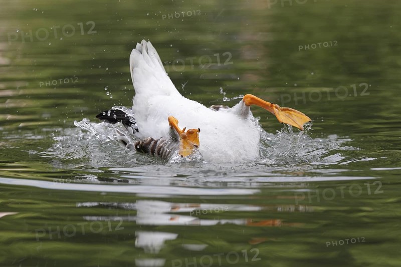 Bar-headed Goose (Anser indicus) bathing, Bavaria, Germany