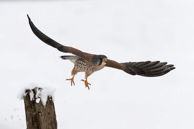 Kestrel (Falco tinnunculus) in the snow, Bitburg, Rhineland-Palatinate, Germany