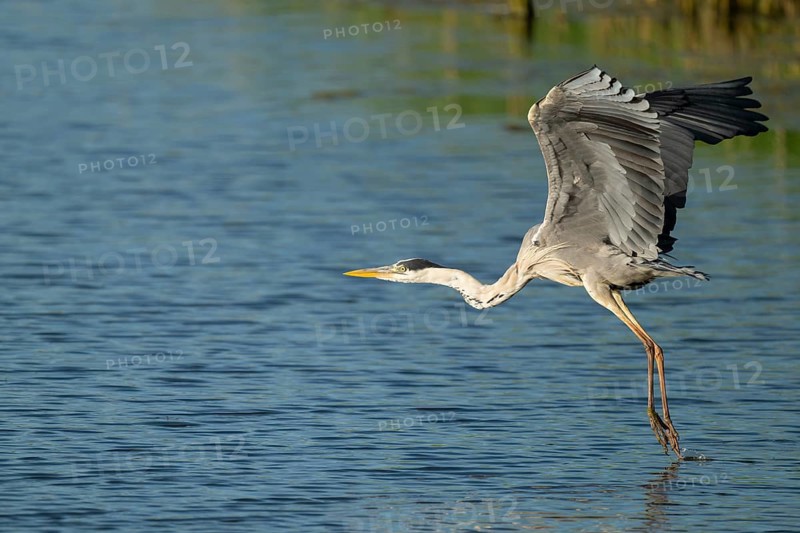 Grey heron (Ardea cinerea) flying over a lake, blue water, Lower Saxony, Germany