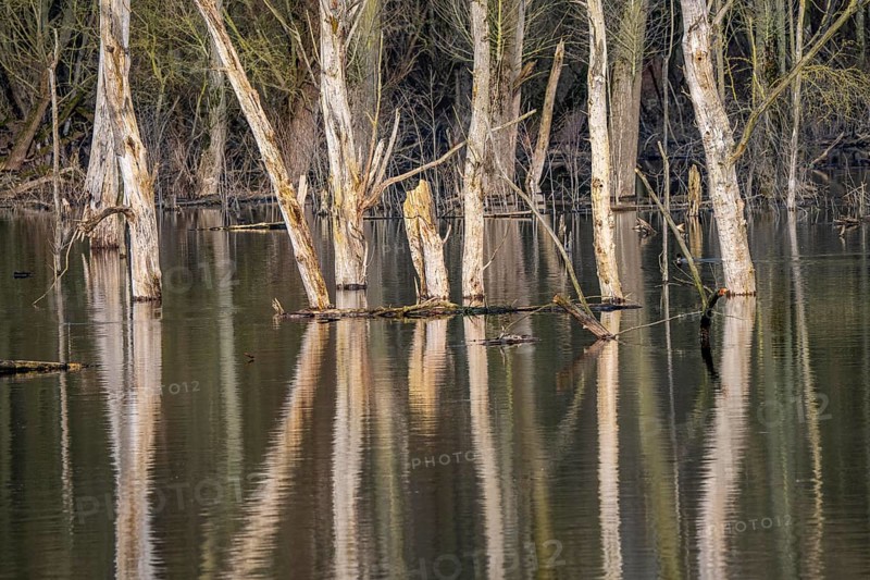The Bislicher Insel, nature reserve on the Rhine, Altrheinarm, near Xanten, Lower Rhine, Wesel district, one of the few floodplain landscapes in Germany, winter, North Rhine-Westphalia, Germany