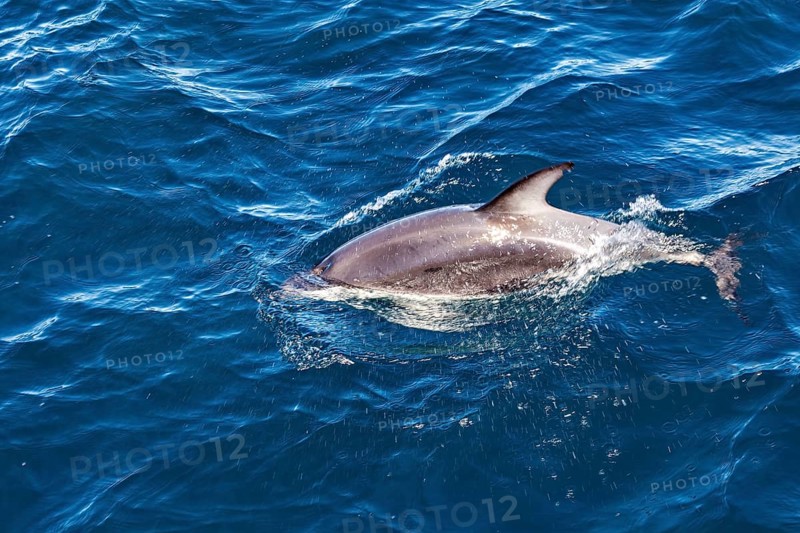 A dolphin moves through the open waters of the ocean, The Clymene dolphin (Stenella clymene) near Puerto Madryn in Argentina
