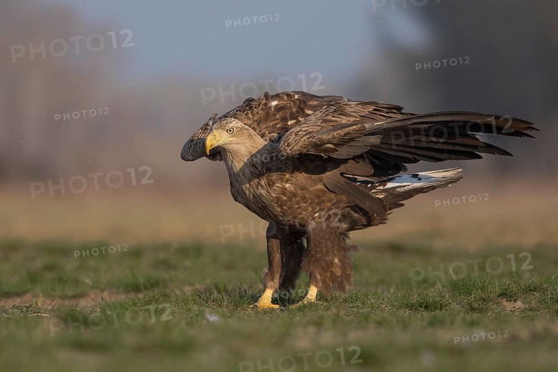 White-tailed Eagle (Haliaeetus albicilla) landing, Subotica, Hungary