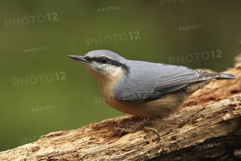 Eurasian Nuthatch (Sitta europaea), Lower Saxony, Germany