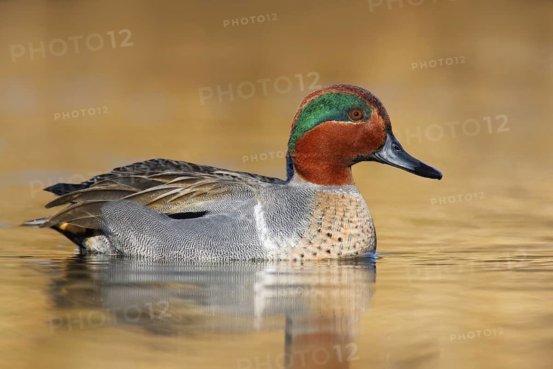 Green-winged Teal (Anas carolinensis) male, British Columbia, Canada