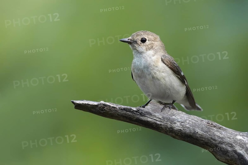 Collared Flycatcher (Ficedula albicollis) female, Debrecen, Hungary