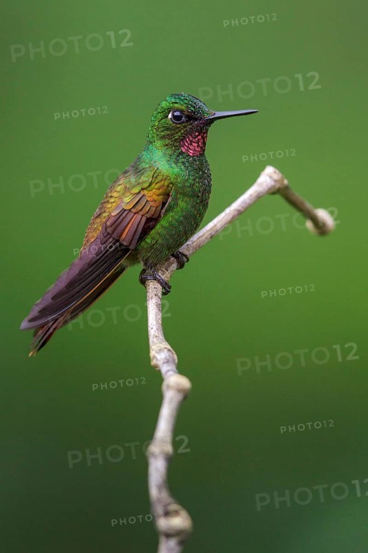 Brazilian Ruby (Clytolaema rubricauda) perched on a branch in the Atlantic rainforest of southeast Brazil
