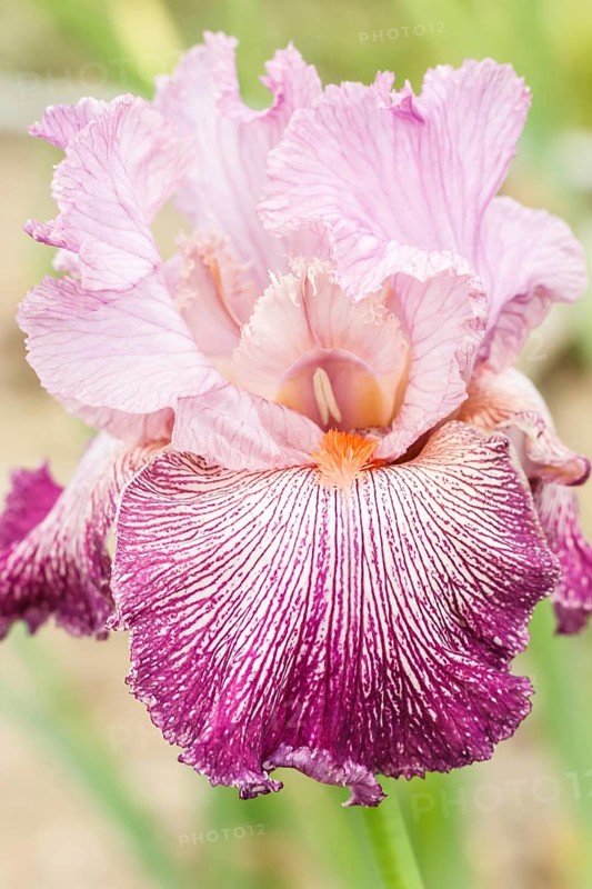 Beautiful multicolored iris flower bloom in the garden. Close up, fragility and summer concept