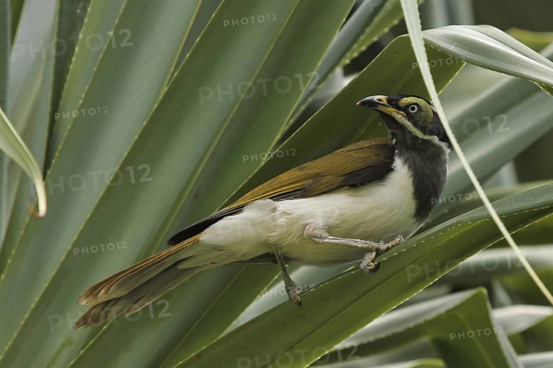 Blue-faced Honeyeater (Entomyzon cyanotis) juvenile, Queensland, Australia