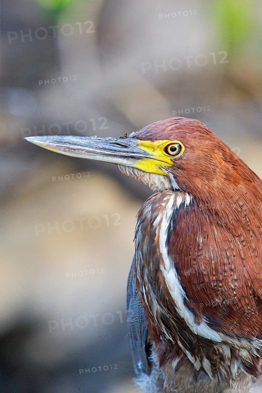 Rufescent tiger heron (Tigrisoma lineatum) Pantanal Brazil