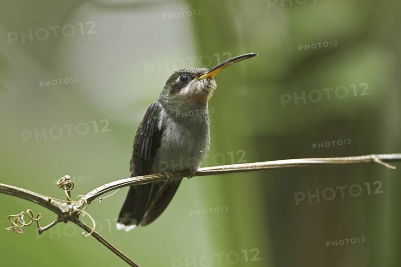 Band-tailed Barbthroat (Threnetes ruckeri), Ecuador