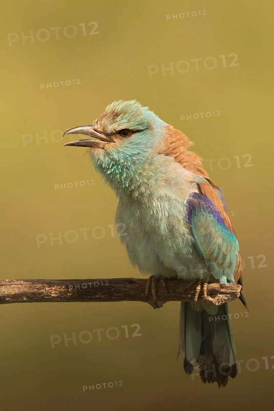 European Roller (Coracias garrulus) female perched on a branch, Serbia