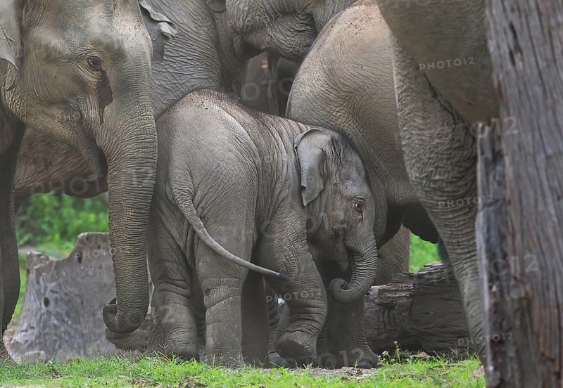 Asian Elephant (Elephas maximus) calf in big group, West Bengal, India