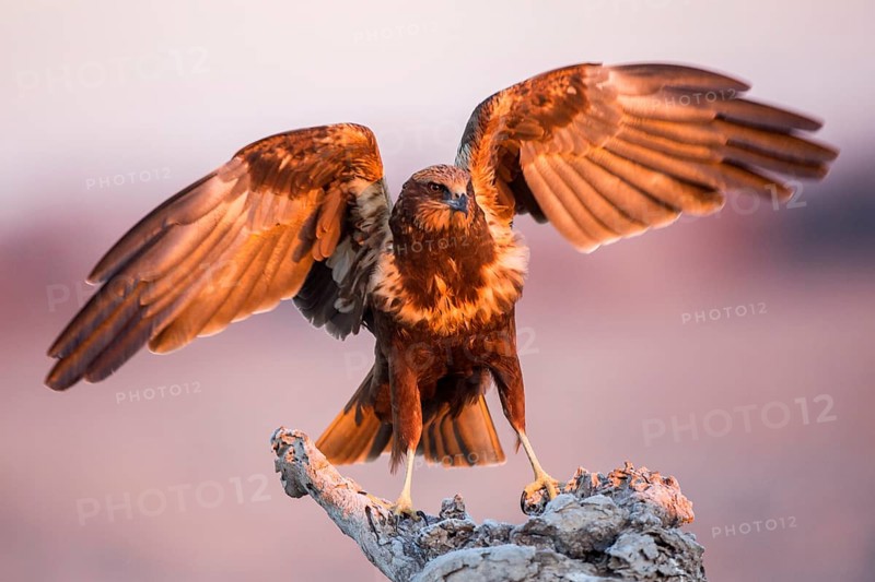 Western Marsh Harrier (Circus aeruginosus) female, Castile-La Mancha, Spain