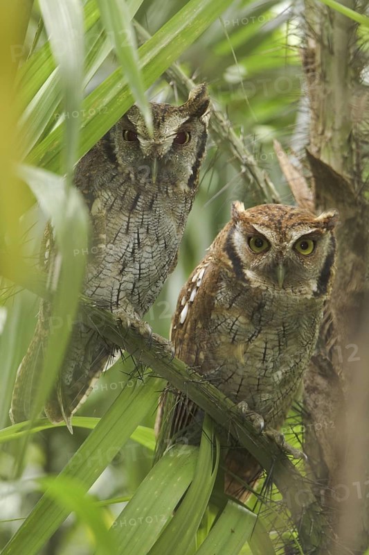 Tropical Screech Owl (Megascops choliba), Ecuador