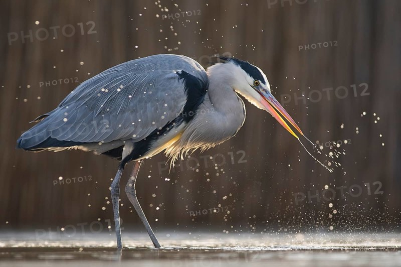 Grey Heron (Ardea cinerea) hunting, Pusztaszer, Hungary