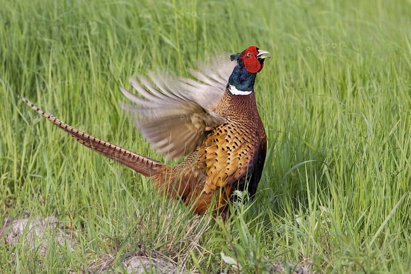 Common Pheasant (Phasianus colchicus) male, Texel, Netherlands