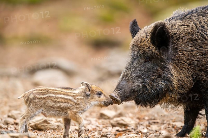 Wild boar (Sus scrofa) mother with her piglets (Squeaker) in a forest, Bavaria, Germany