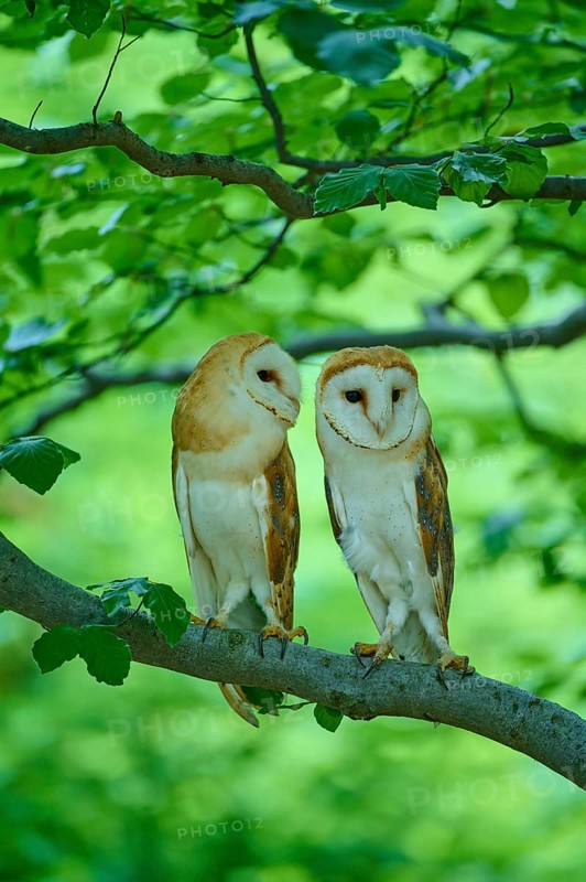 Common barn owl (Tyto alba), two birds sitting in a tree, Bohemian Forest, Czech Republic