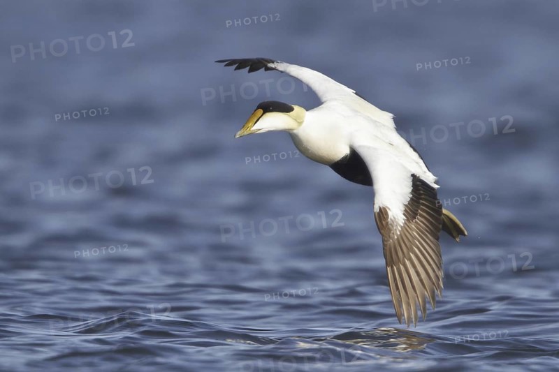 Common Eider (Somateria mollissima) male flying, Manitoba, Canada