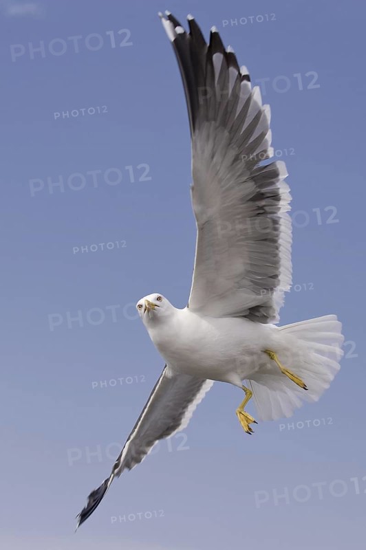 Lesser Black-backed Gull (Larus fuscus) flying, Texel, Netherlands