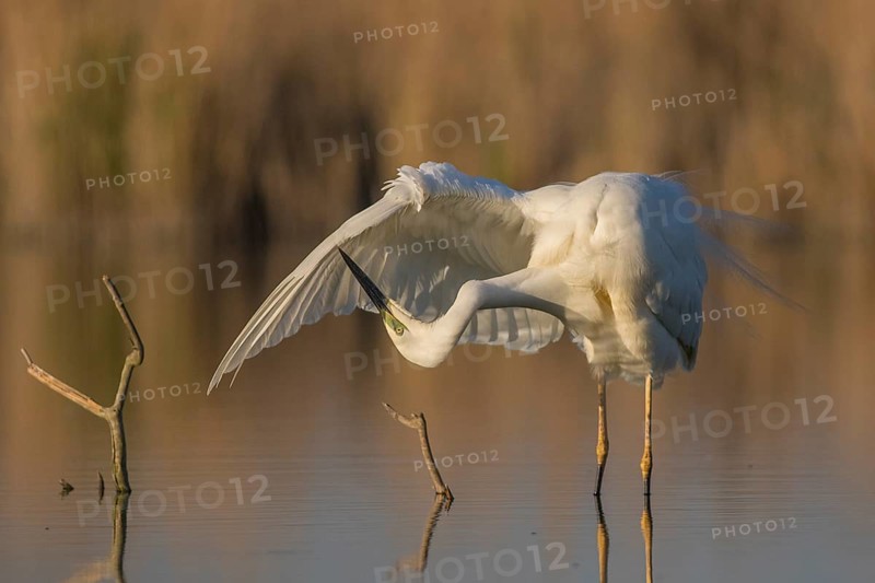 Great Egret (Ardea alba) preening, Subotica, Serbia