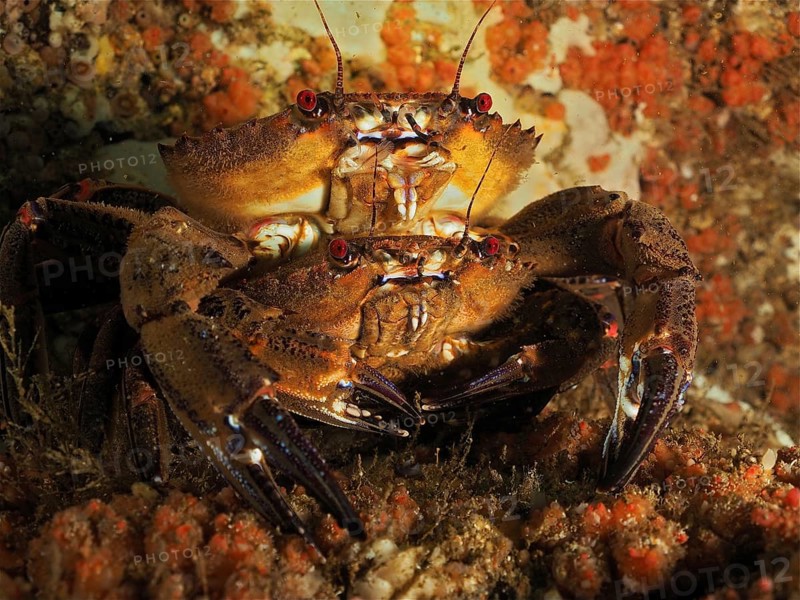 Velvet crab (Necora puber)