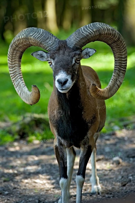 European mouflon (Ovis gmelini musimon), mouflon deer, ram, male with impressively large curved horns, animal portrait in a sunny forest clearing, Poing Wildlife Park, Upper Bavaria, Bavaria, Germany