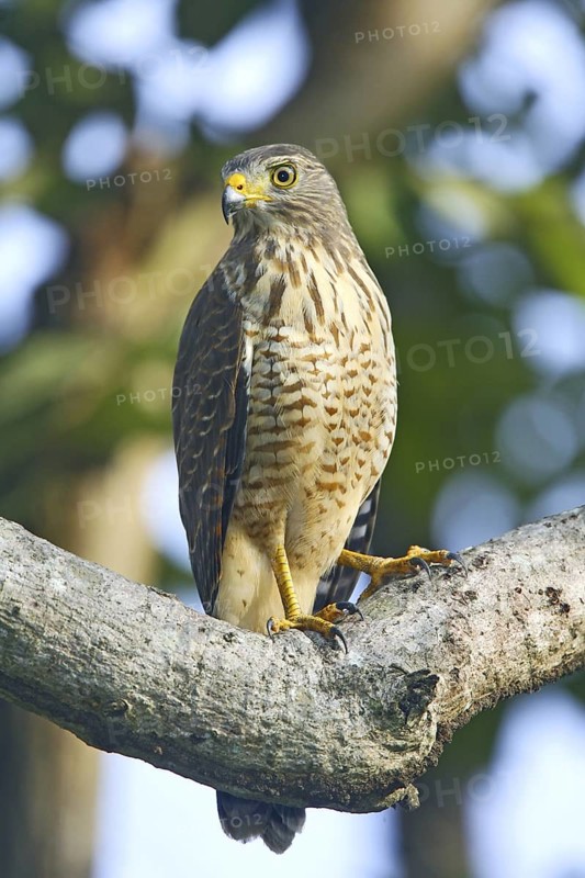 Roadside Hawk Buteo magirostris Palo Verde National Park, Costa Rica 17 October Immature Accipitridae