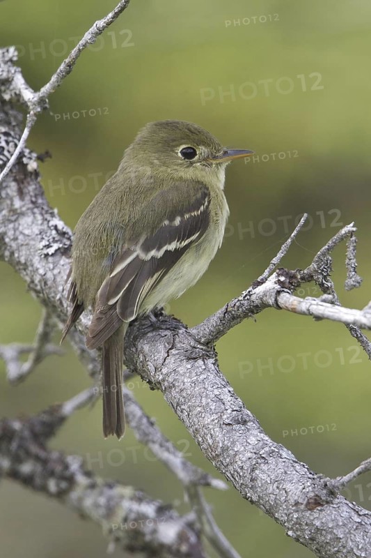 Yellow-bellied Flycatcher (Empidonax flaviventris), Newfoundland, Canada