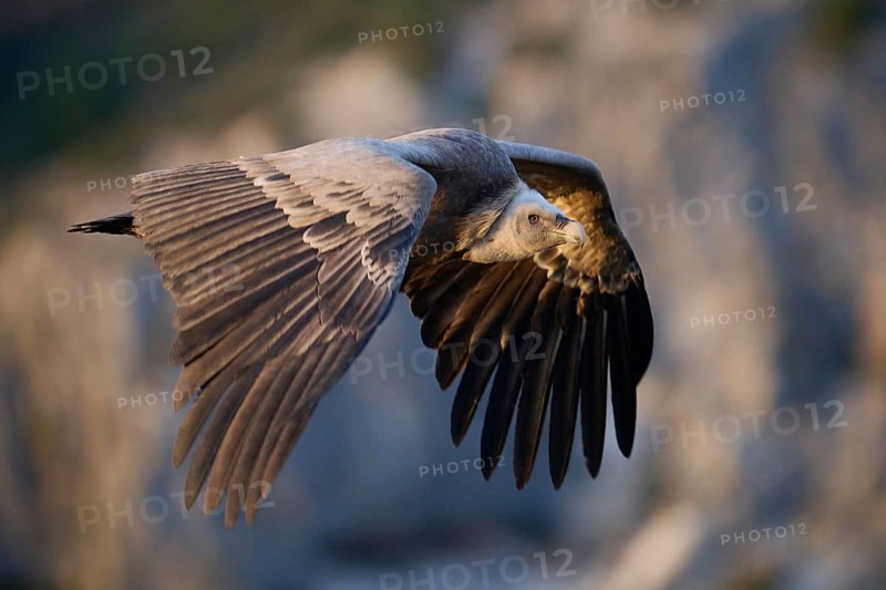 A Griffon Vulture gracefully soars over Alicante, Spain Captured in mid-flight, this majestic bird shows off its impressive wingspan against a backdrop of spectacular eastern Spanish scenery