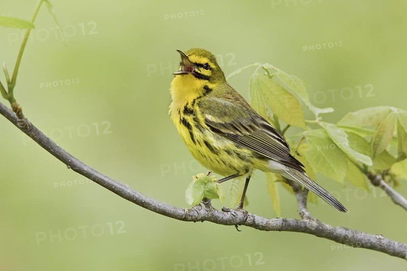 Prairie Warbler (Setophaga discolor) male singing, Ontario, Canada