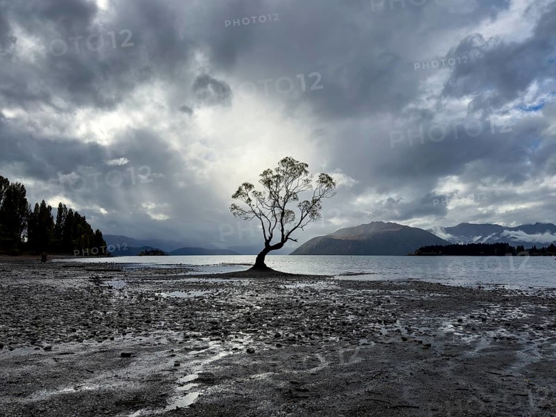 A tranquil image capturing a lone tree by a serene Lake Wanaka with dramatic clouds in the Canterbury region of New Zealand, showcasing the region's natural beauty