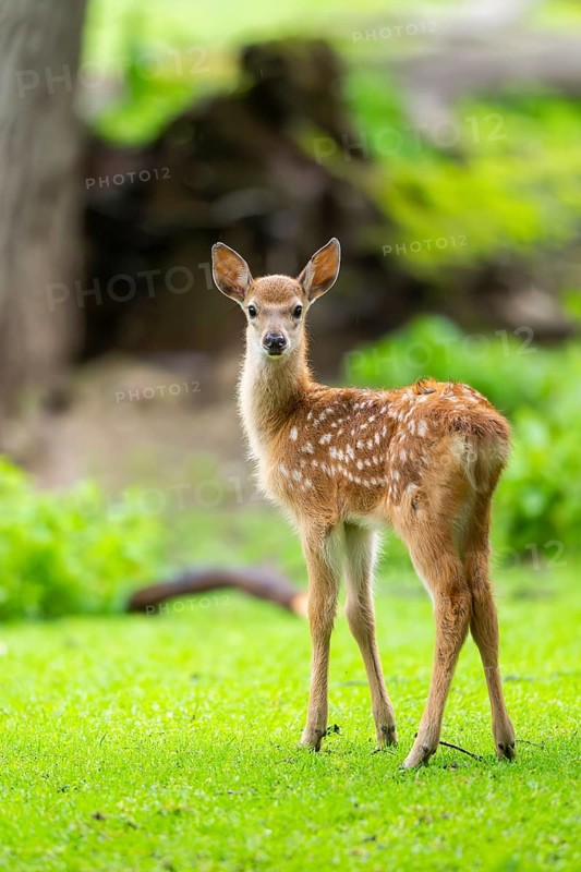 Sika deer (Cervus nippon) fawn on a meadow, Bavaria, Germany