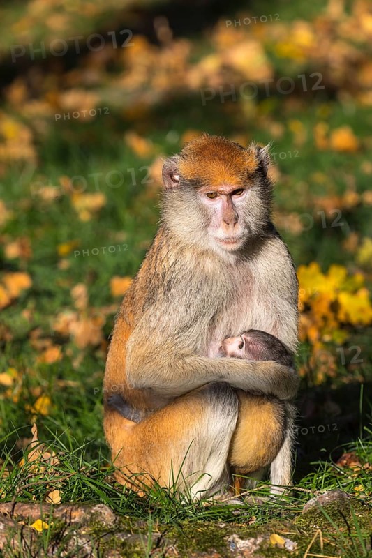 One female patas monkey (Erythrocebus patas)with her baby in late light on a green meadow