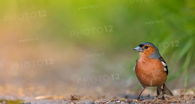 Chaffinch, (Fringilla coelebs), foraging, biotope, Wadi Darbat, Salalah, Greece, Oman