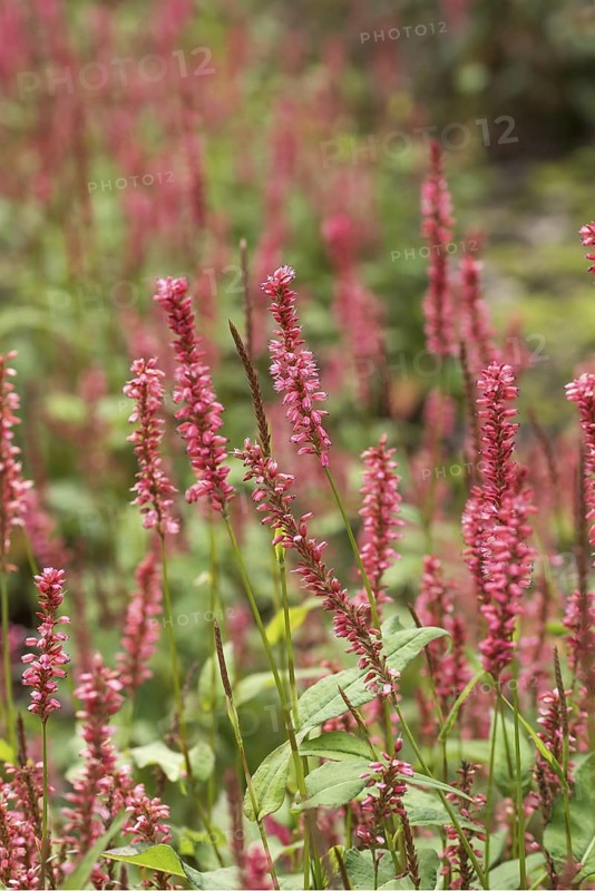 Candle knotweed (Persicaria amplexicaulis 'Orangofield'), Weihenstephaner viewing garden, Germany