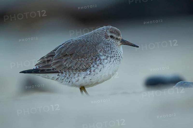 Red knot (Calidris canutus) adult wading bird in winter plumage on a beach, Norfolk, England, United Kingdom