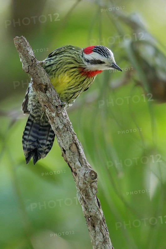 Cuban Green Woodpecker (Xiphidiopicus percussus) perched on a branch in Cuba