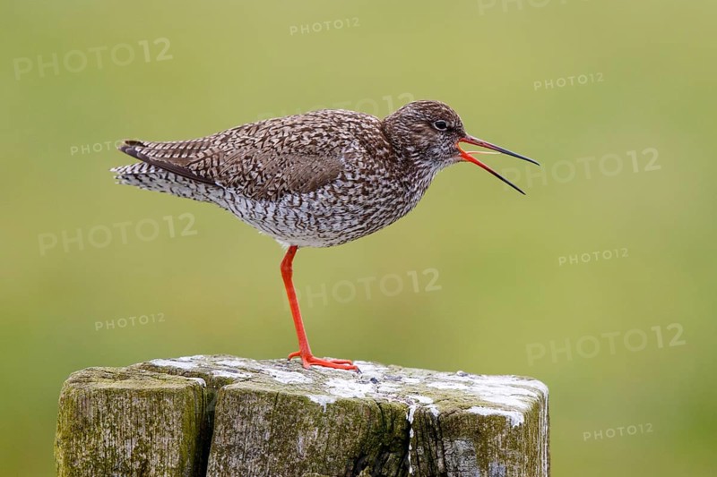 Common Redshank (Tringa totanus) calling, Netherlands