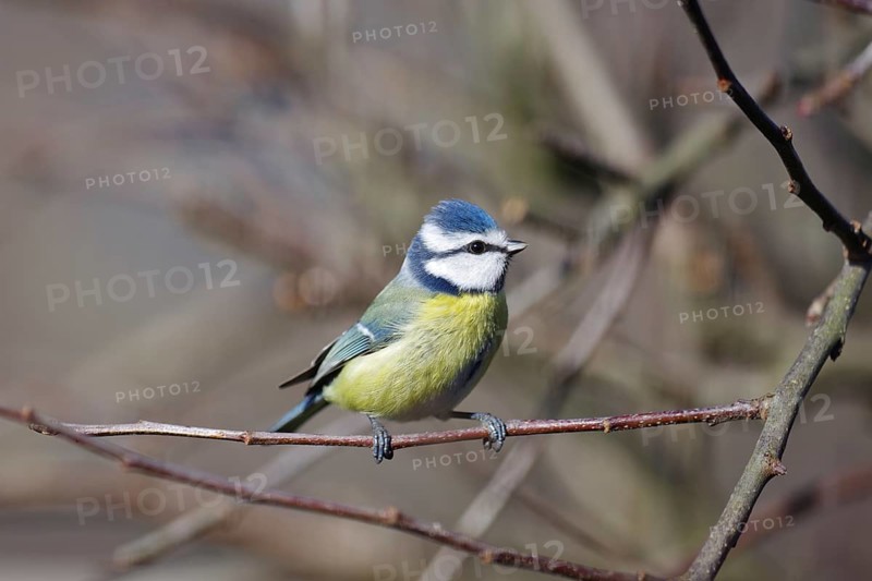 Blue tit (Cyanistes caeruleus), close-up, colourful plumage, twig, pretty, Germany