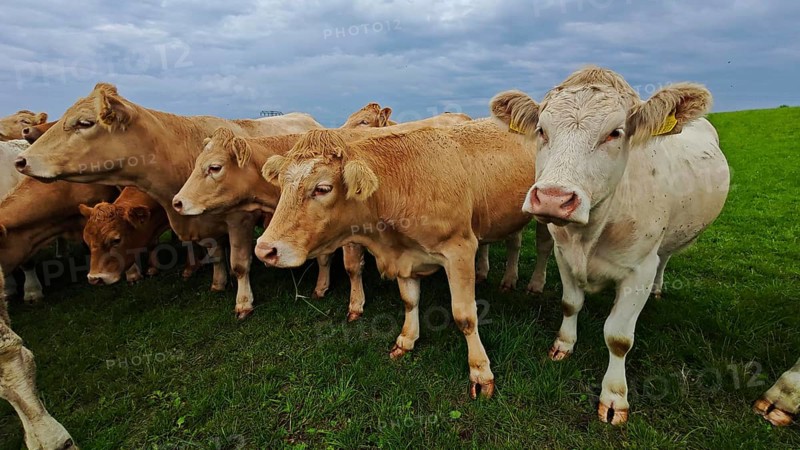 A group of cows (bos taurus) in a meadow under a cloudy sky, Franconian Forest nature park Park