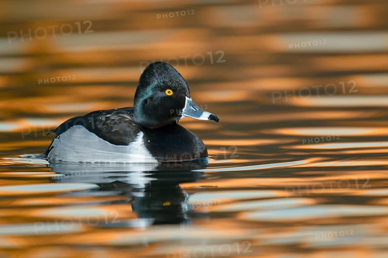 Ring-necked Duck (Aythya collaris) male, Arizona, USA