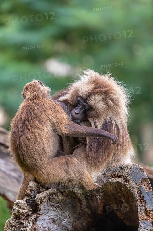 One adult male and one adult female Gelada (Theropithecus gelada), or bleeding-heart monkey sitting on a log grooming each other. A green forest in the background