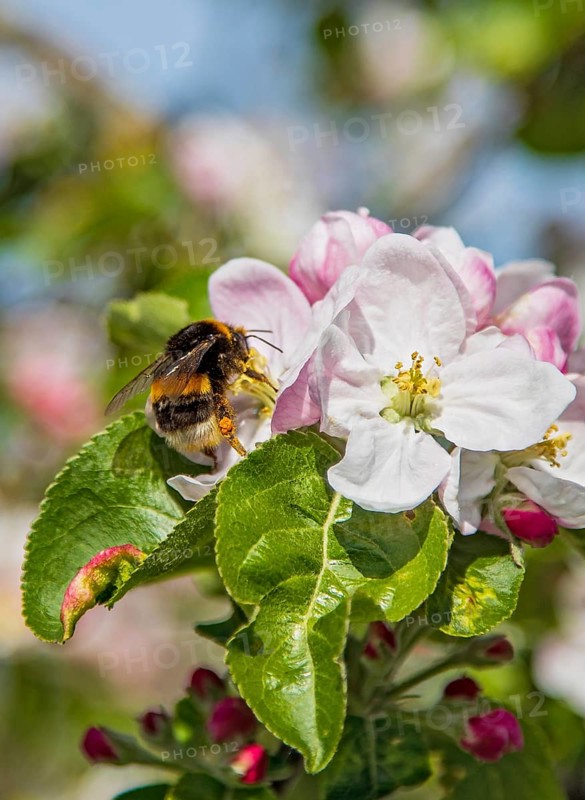 Erdhummel (Bombus terrestris) sammelt Nektar an an blühendem Apfelbaum (Pyrus malus), Hessen, Deutschland