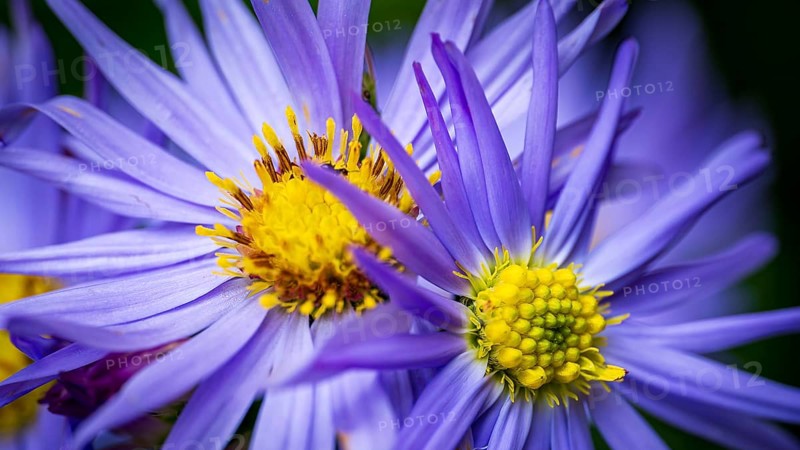 This image captures the stunning detail of European Michaelmas-daisy blossoms, highlighting their rich purple petals and bright yellow centers