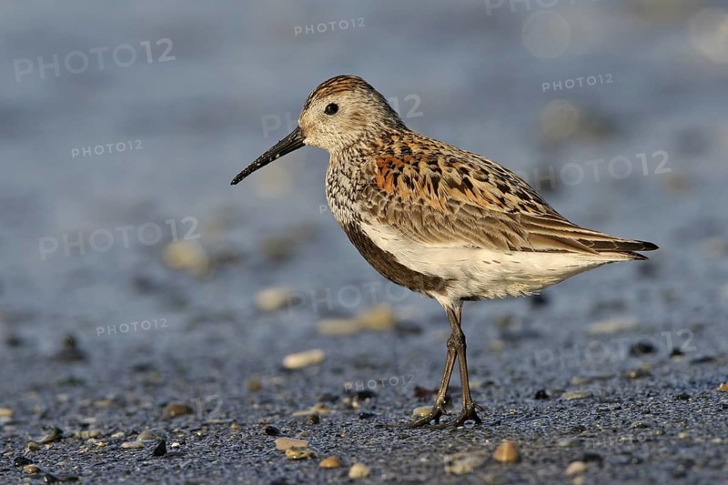 Dunlin (Calidris alpina), Florida, USA